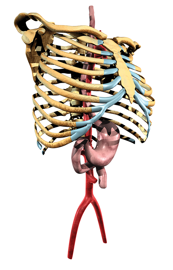 Detail Sternum 3d Nomer 10