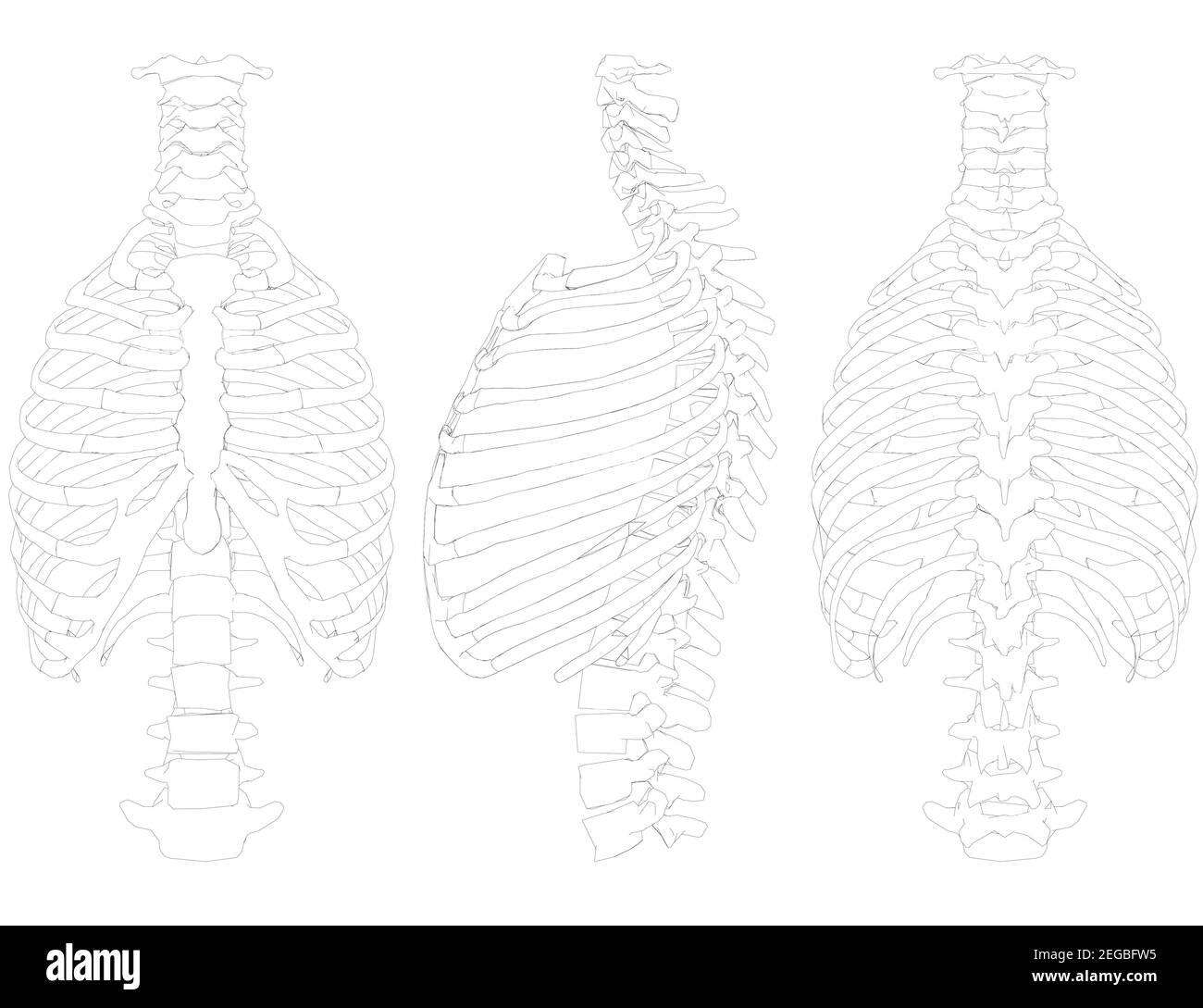 Detail Sternum 3d Nomer 15