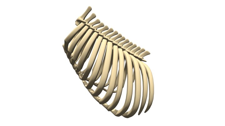 Detail Sternum 3d Nomer 2