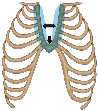 Detail Sternum 3d Nomer 17