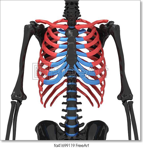 Detail Sternum 3d Nomer 19