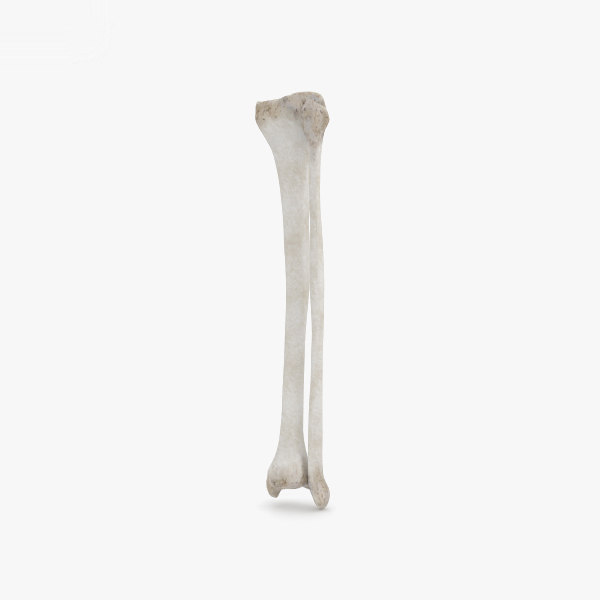 Detail Sternum 3d Nomer 22