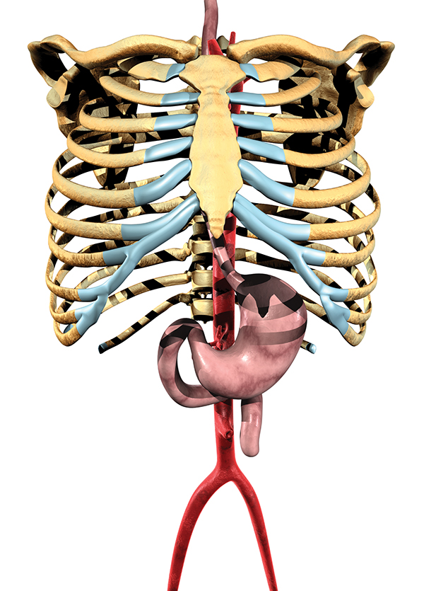 Detail Sternum 3d Nomer 3
