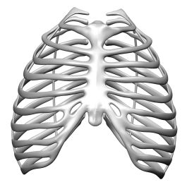 Detail Sternum 3d Nomer 4