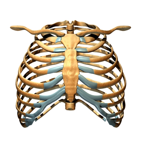 Detail Sternum 3d Nomer 5