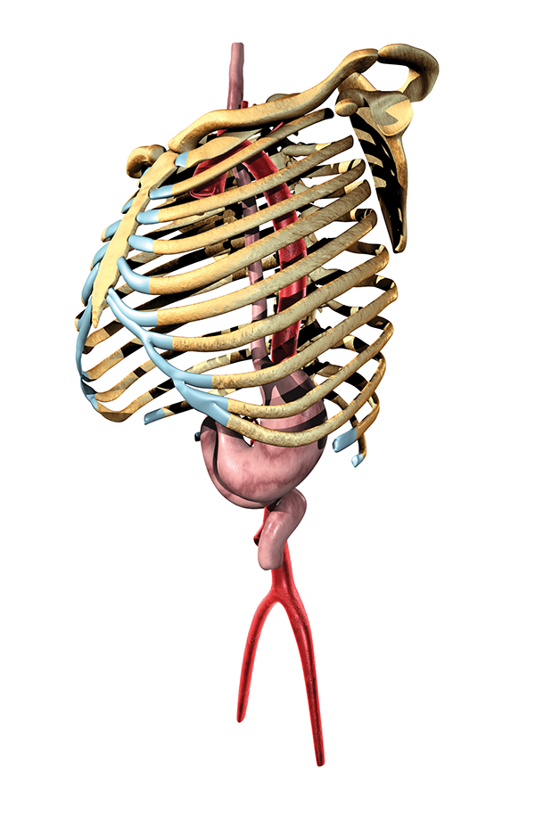 Detail Sternum 3d Nomer 6