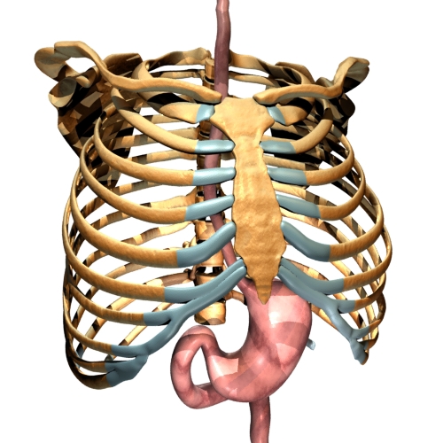 Detail Sternum 3d Nomer 7
