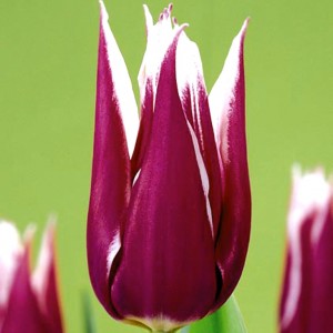 Wann Tulpen Umpflanzen - KibrisPDR