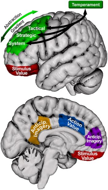 Detail Gyrus Frontalis Superior Nomer 4