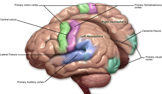 Detail Gyrus Frontalis Superior Nomer 5