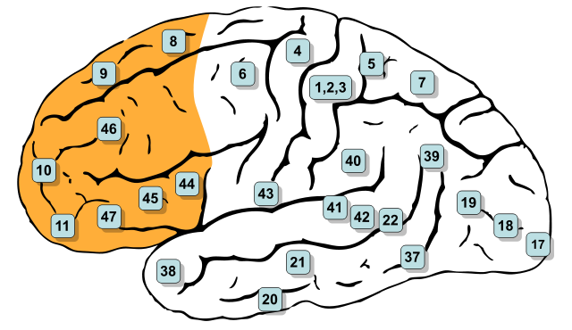 Detail Gyrus Frontalis Superior Nomer 6