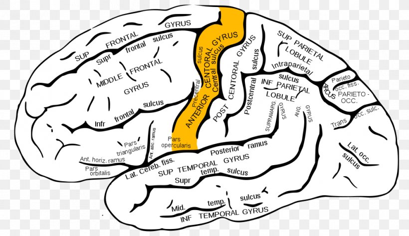 Detail Gyrus Frontalis Superior Nomer 7
