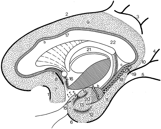 Detail Gyrus Frontalis Superior Nomer 10