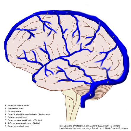 Detail Gyrus Frontalis Superior Nomer 12