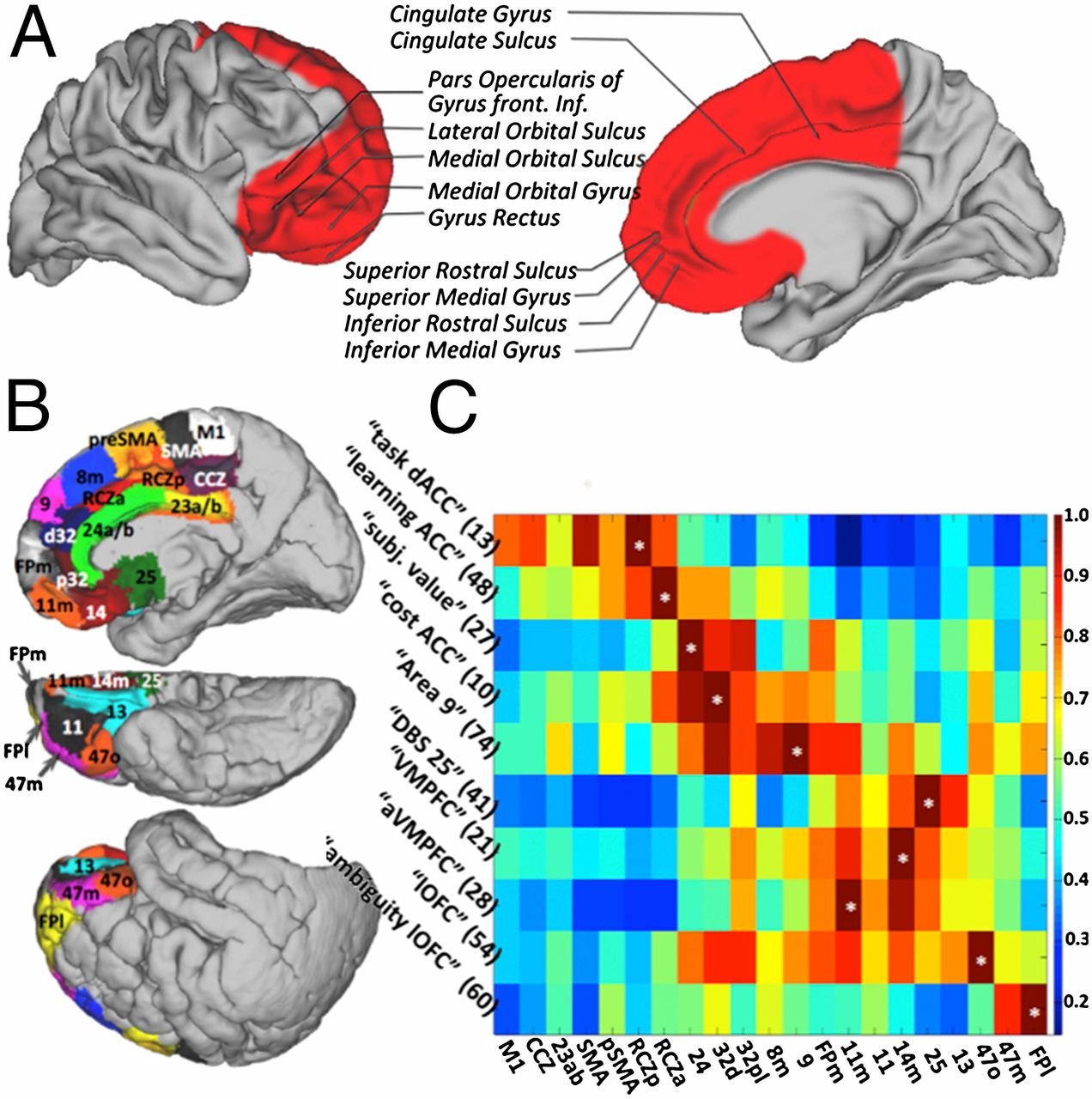 Detail Gyrus Frontalis Superior Nomer 13