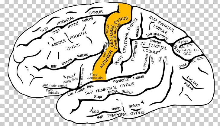 Gyrus Frontalis Superior - KibrisPDR