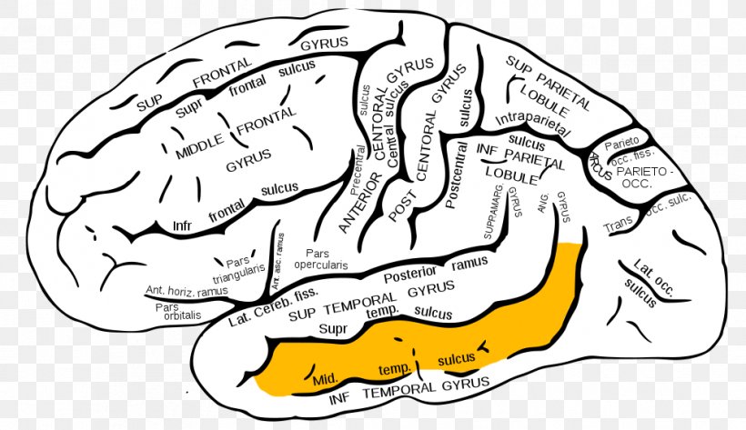 Detail Gyrus Frontalis Superior Nomer 2