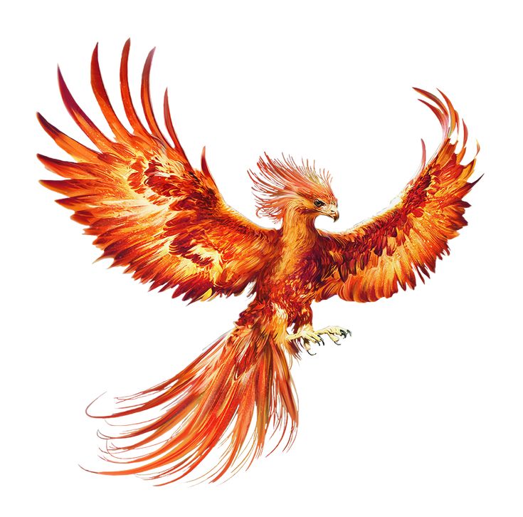 Detail Phoenix Harry Potter Tattoo Nomer 2