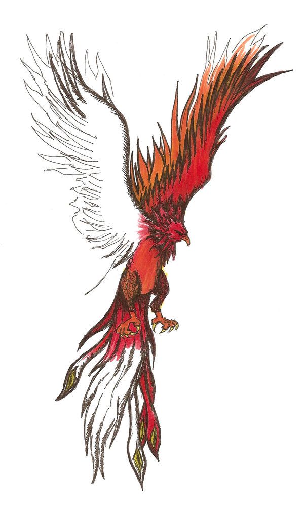 Detail Phoenix Harry Potter Tattoo Nomer 3