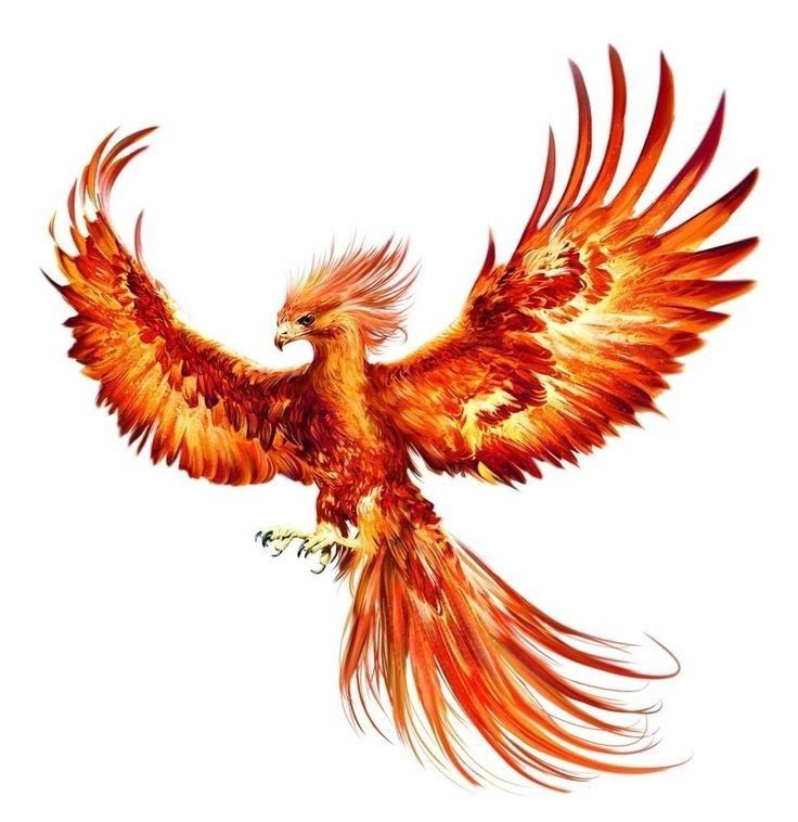 Detail Phoenix Harry Potter Tattoo Nomer 4