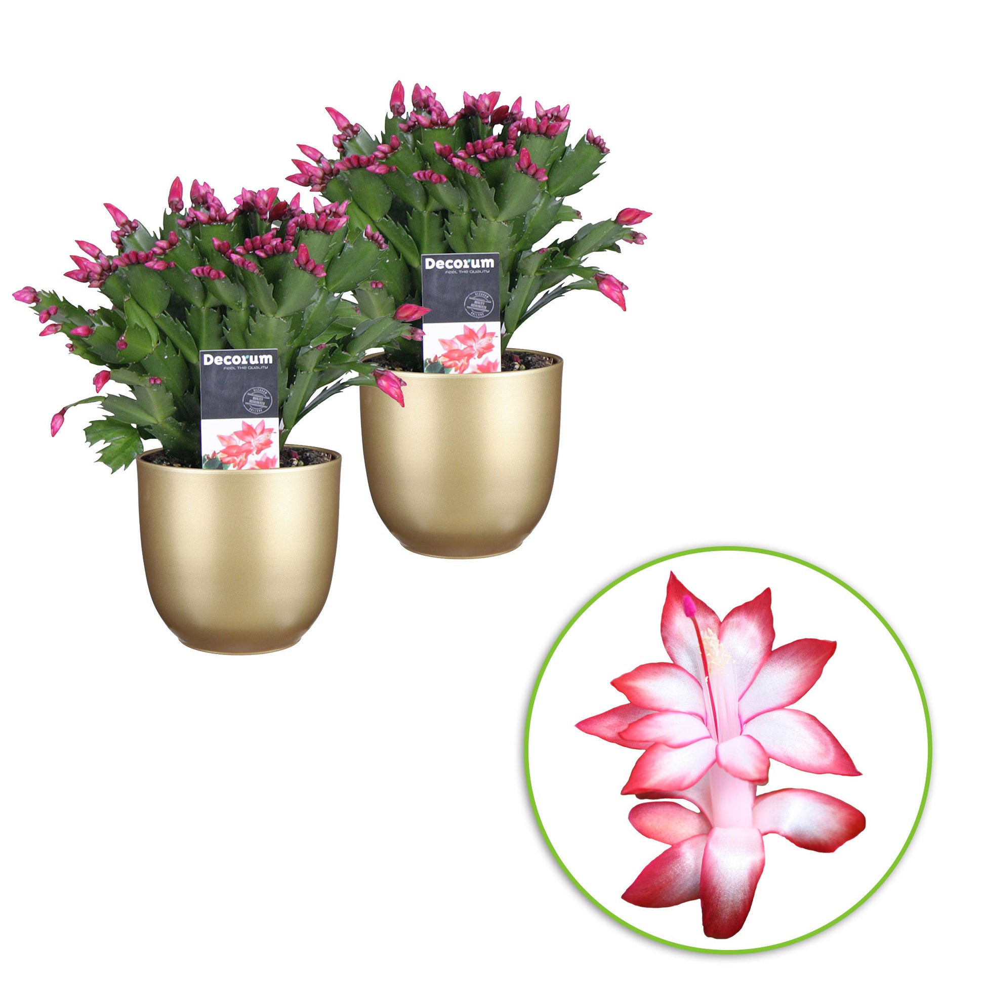 Detail Decorum Blume Nomer 11