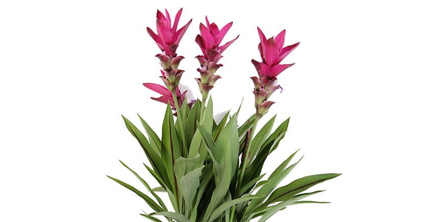 Detail Decorum Blume Nomer 13