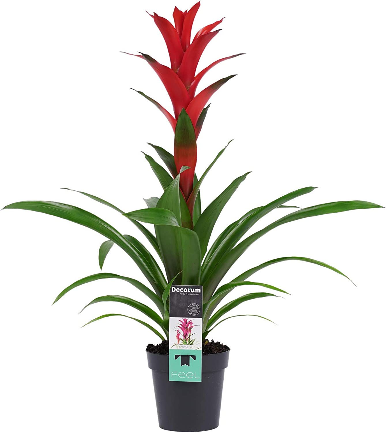 Detail Decorum Blume Nomer 2