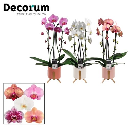 Detail Decorum Blume Nomer 14