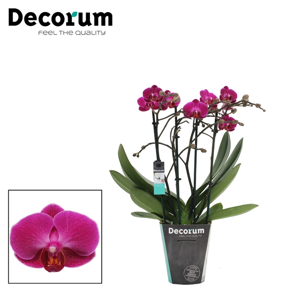 Detail Decorum Blume Nomer 17