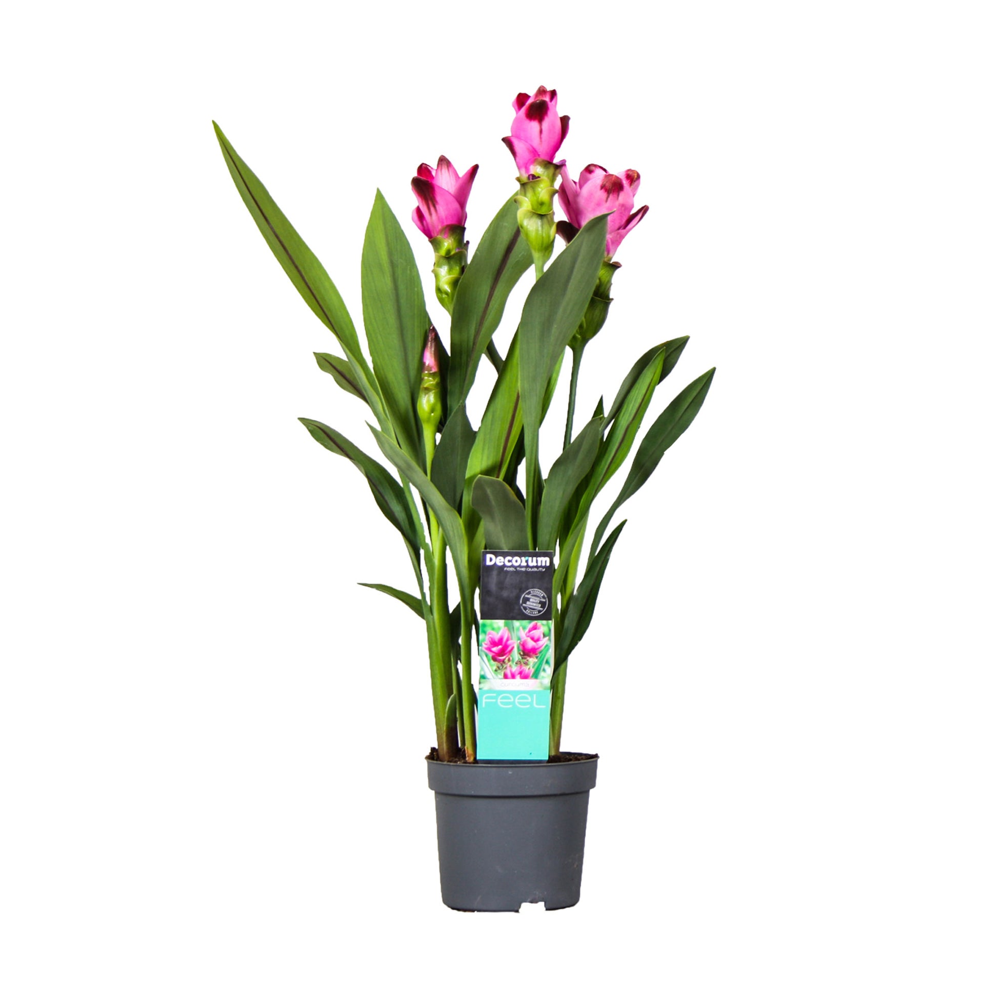 Detail Decorum Blume Nomer 4