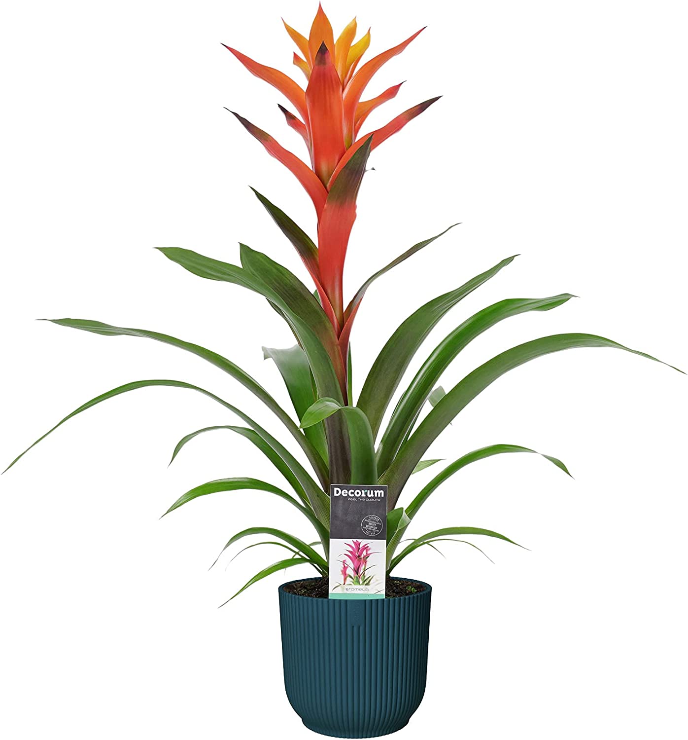 Detail Decorum Blume Nomer 5