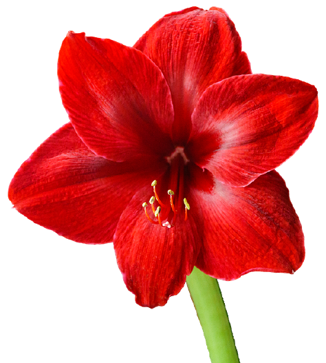 Detail Decorum Blume Nomer 7