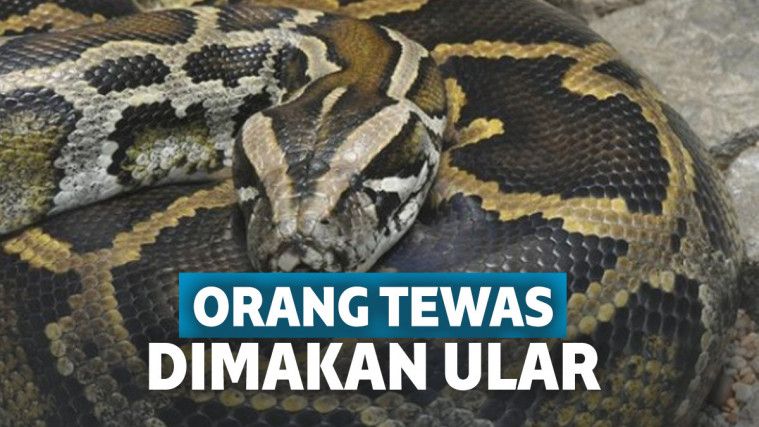 Detail Foto Orang Dimakan Ular Nomer 29