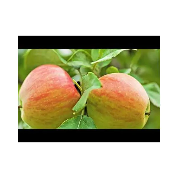 Detail Pluot Deutsch Nomer 26