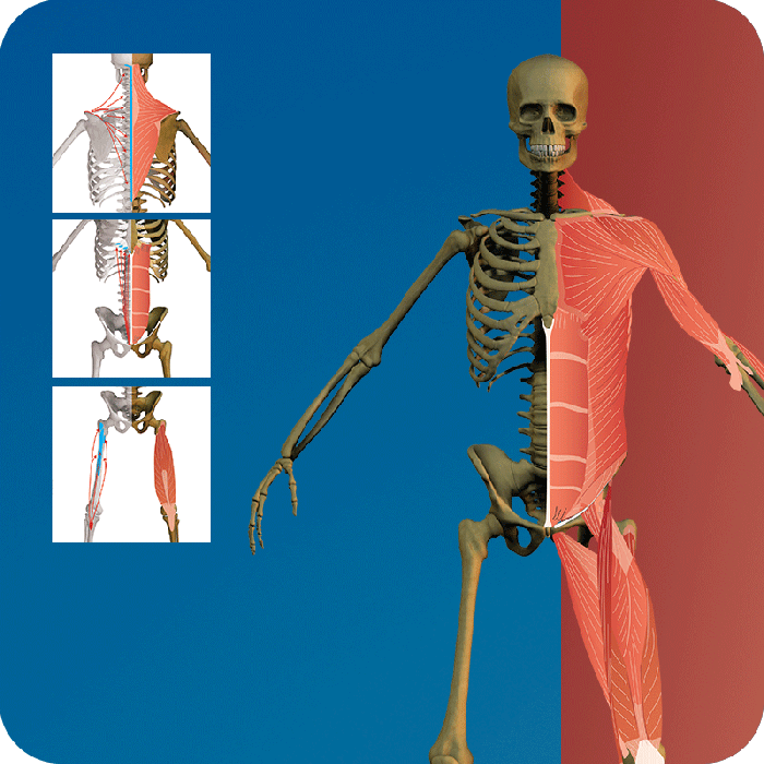 Detail Anatomie Skelett Mit Muskeln Nomer 12