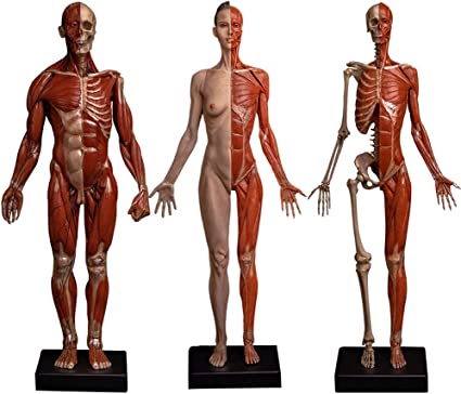 Detail Anatomie Skelett Mit Muskeln Nomer 14