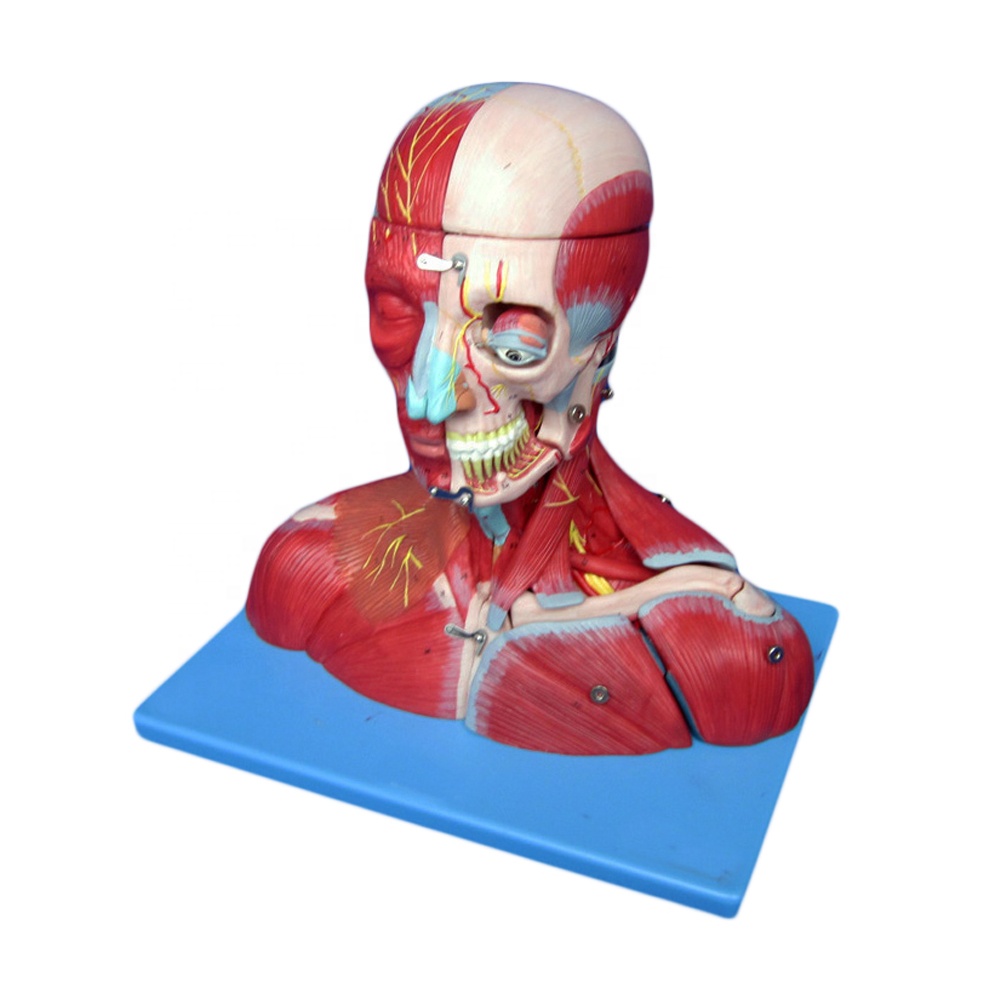 Detail Anatomie Skelett Mit Muskeln Nomer 26