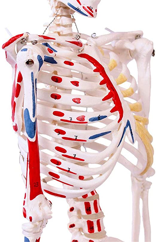 Detail Anatomie Skelett Mit Muskeln Nomer 5