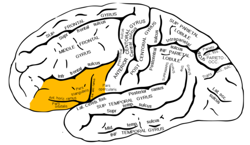 Gyrus Frontalis Inferior - KibrisPDR