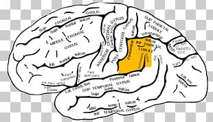 Detail Gyrus Frontalis Inferior Nomer 9