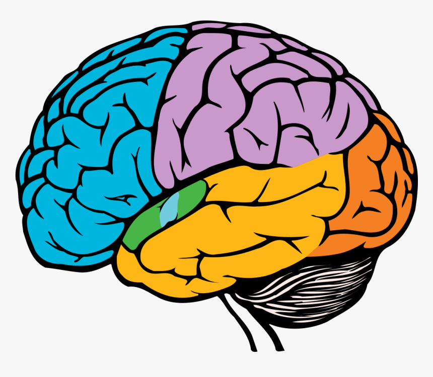 Detail Brain Images Png Nomer 3