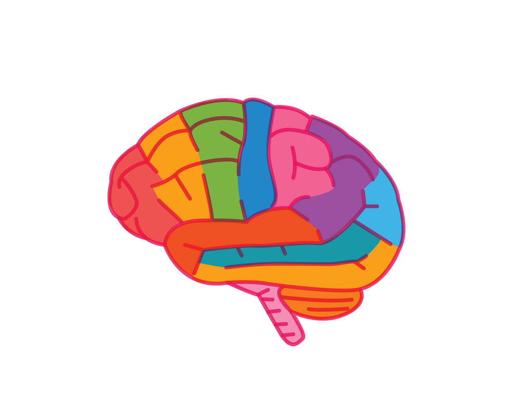 Detail Brain Images Png Nomer 5