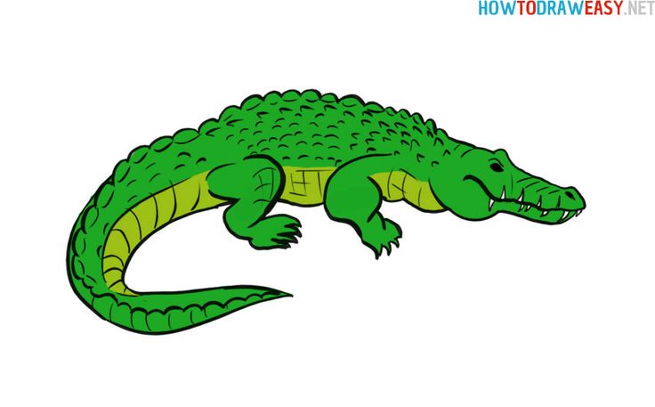 Detail Crocodile Drawing Nomer 4