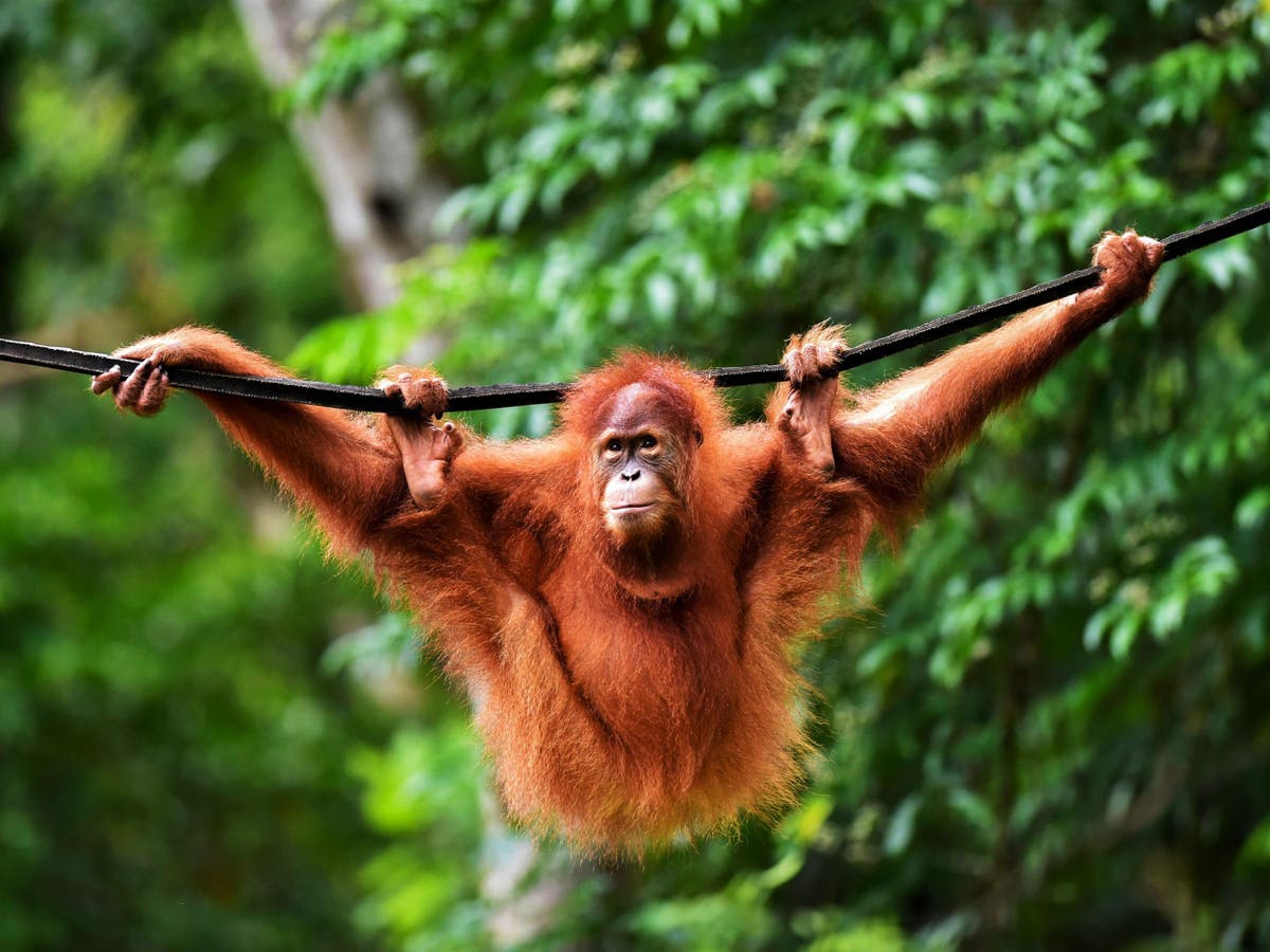 Detail Foto Orang Utan Nomer 22