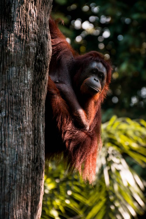 Detail Foto Orang Utan Nomer 25