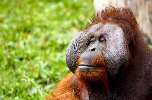 Detail Foto Orang Utan Nomer 51