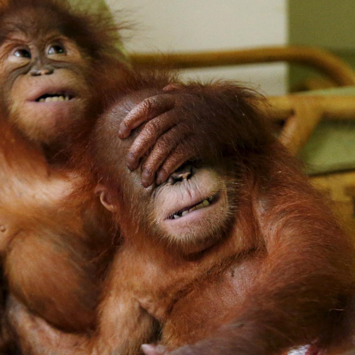 Detail Foto Orang Utan Lucu Nomer 12