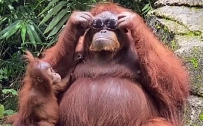 Detail Foto Orang Utan Lucu Nomer 14