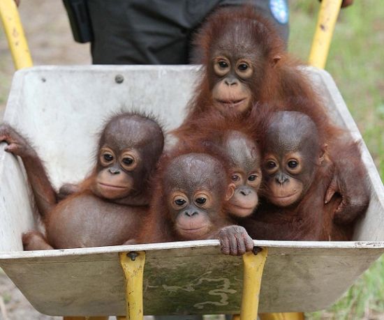 Detail Foto Orang Utan Lucu Nomer 17