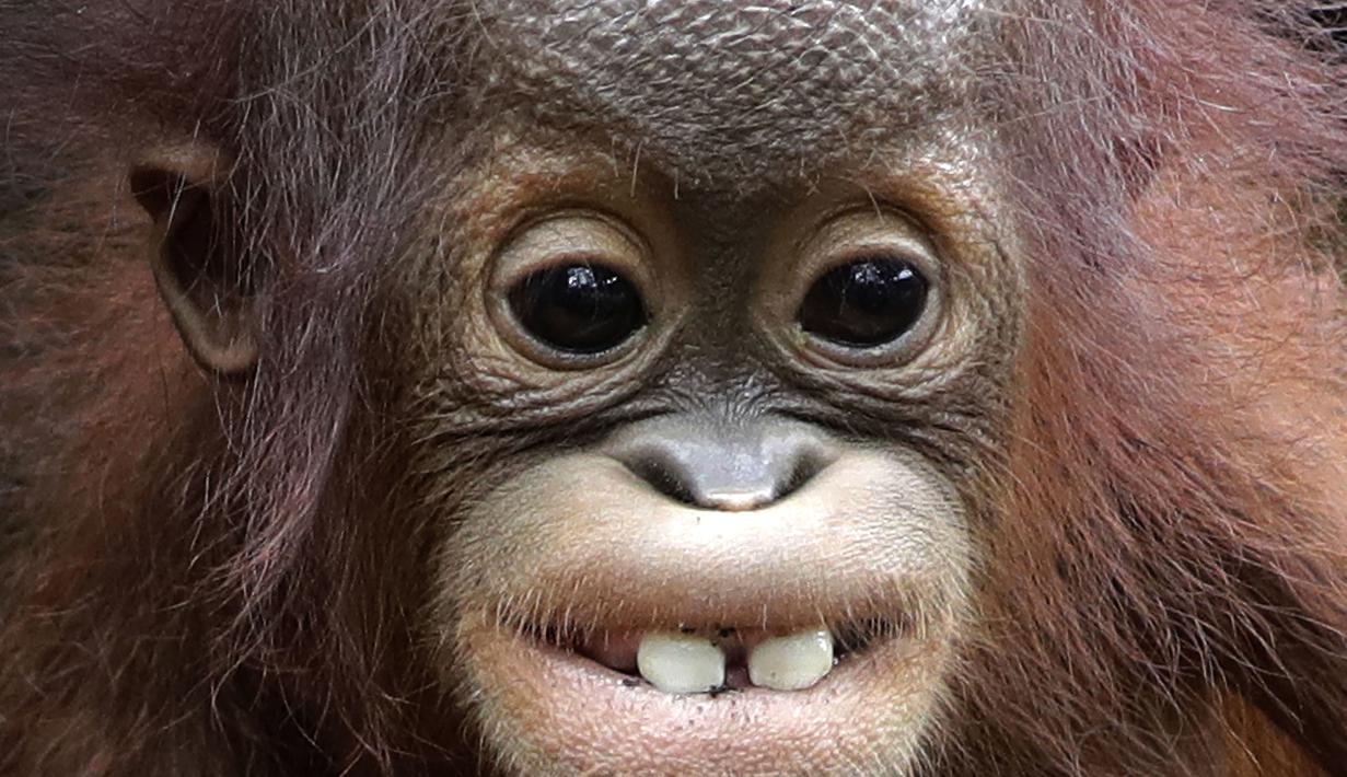 Detail Foto Orang Utan Lucu Nomer 23